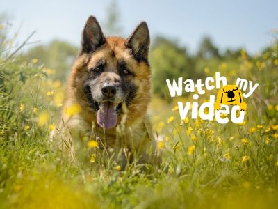 Deki | German Shepherd Dog Cross | Kenilworth (West Midlands) - 2