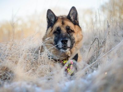 Deki | German Shepherd Dog Cross | Kenilworth (West Midlands) - 2