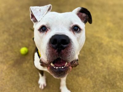 Buzz, a 7 years old male Bullmastiff available for adoption from Dogs Trust in Greater Manchester