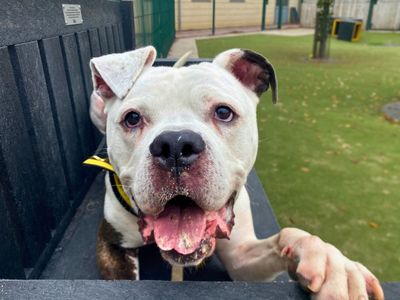 Buzz | Bullmastiff Cross | Manchester - 2