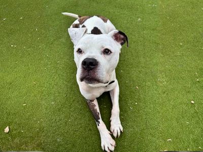 Buzz | Bullmastiff Cross | Manchester - 4