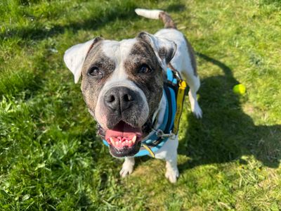 Brian | American Bulldog Cross | Basildon (Essex) - 3