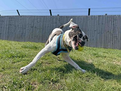 Brian | American Bulldog Cross | Basildon (Essex) - 5