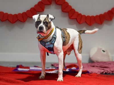 Brian | American Bulldog Cross | Basildon (Essex) - 4