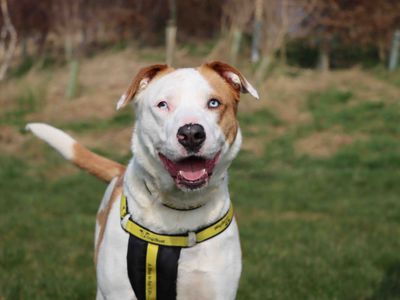 Tara | American Bulldog | Darlington - 3