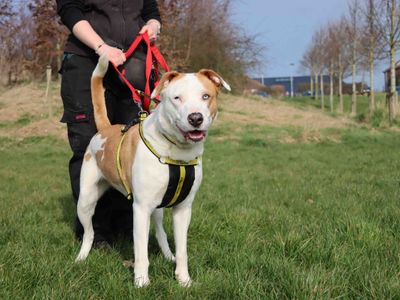 Tara | American Bulldog | Darlington - 2
