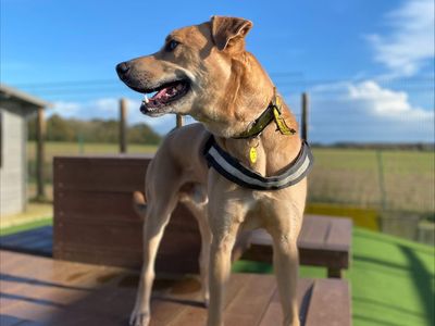 Harry | Retriever (Labrador) Cross | Shrewsbury (Shropshire) - 5