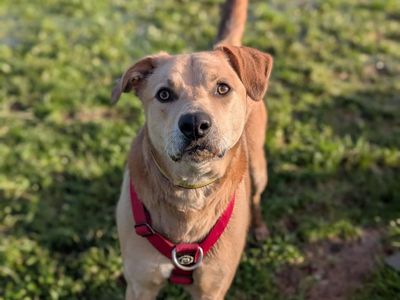 Harry | Retriever (Labrador) Cross | Shrewsbury (Shropshire) - 4