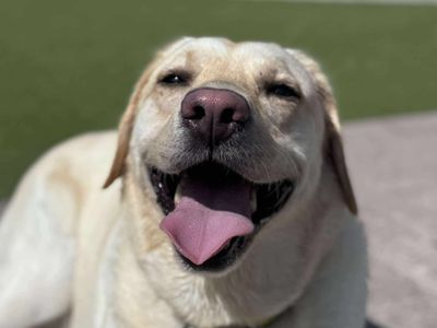 Fable | Retriever (Labrador) | Evesham (Worcestershire) - 3