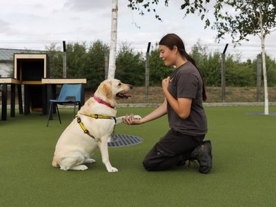 Fable | Retriever (Labrador) | Evesham (Worcestershire) - 3