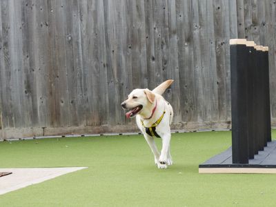 Fable | Retriever (Labrador) | Evesham (Worcestershire) - 5
