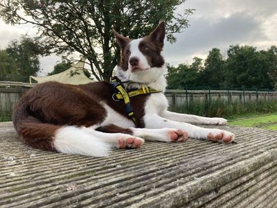 Miss vee | Collie (Border) | West Calder (Edinburgh) - 5