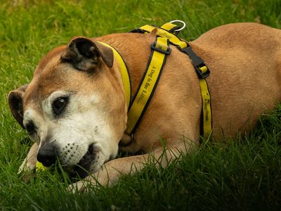 Lush | Terrier (Staffordshire Bull) Cross | Bridgend (Wales) - 3
