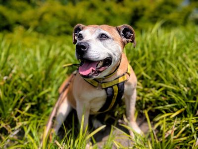 Lush | Terrier (Staffordshire Bull) Cross | Cardiff - 3