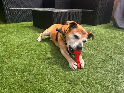 Lush | Terrier (Staffordshire Bull) Cross | Cardiff - 5