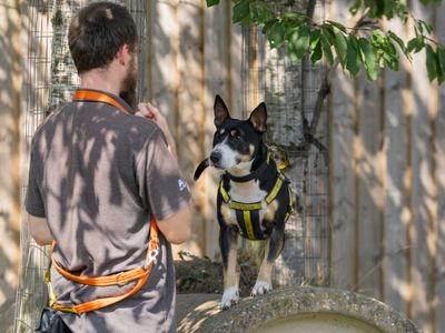 Kira, a 10 years old female Bull Terrier available for adoption from Dogs Trust in Leicestershire