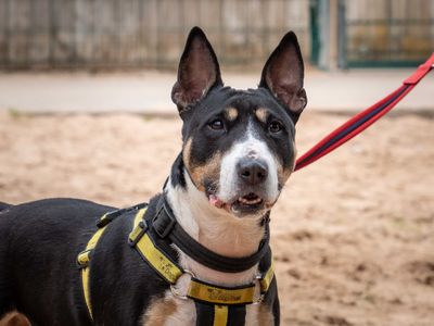 Kira | Terrier (Bull) | Loughborough - 5