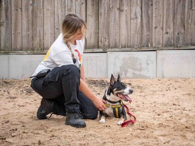 Kira | Terrier (Bull) | Loughborough - 3