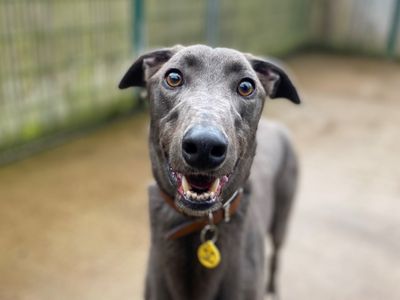 Obi Wan | Greyhound | Loughborough - 3