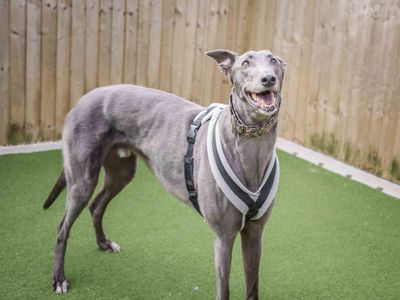 Obi Wan | Greyhound | Loughborough - 5