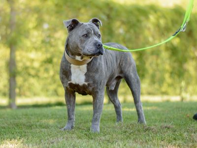 Baloo | Terrier (Staffordshire Bull) | Kenilworth (West Midlands) - 3