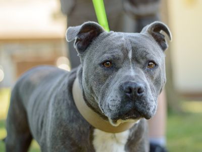 Baloo | Terrier (Staffordshire Bull) | Kenilworth (West Midlands) - 1
