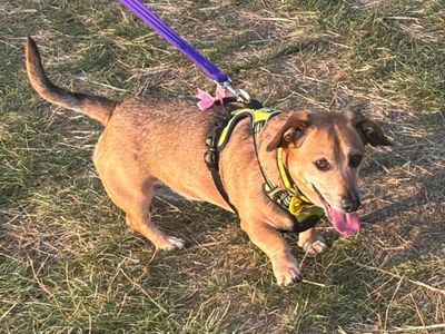 Bruce | Terrier (Jack Russell) Cross | Harefield West London - 2