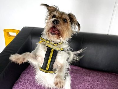Charlie | Terrier (Jack Russell) Cross | Shoreham (Sussex) - 3