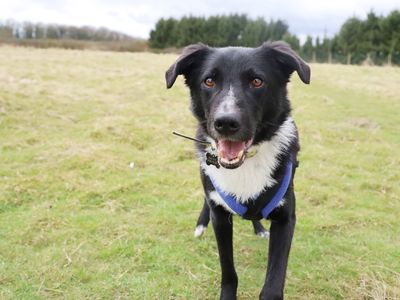 Mac | Collie (Border) Cross | Leeds - 4