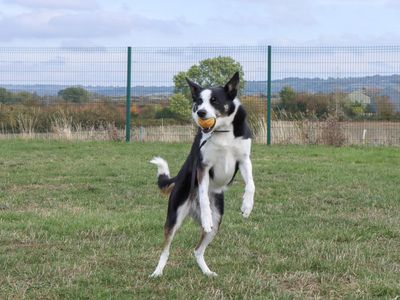 Tilly | Collie (Border) | Evesham (Worcestershire) - 2