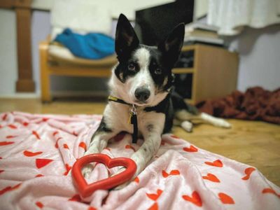 Tilly | Collie (Border) | Evesham (Worcestershire) - 4