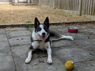 Tilly | Collie (Border) | Evesham (Worcestershire) - 2