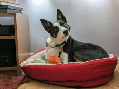 Tilly | Collie (Border) | Evesham (Worcestershire) - 4