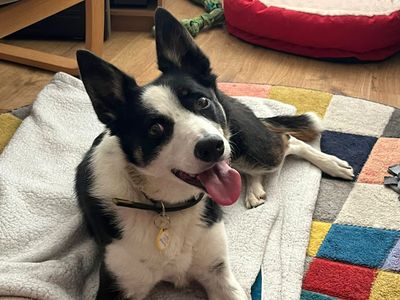 Tilly | Collie (Border) | Evesham (Worcestershire) - 4
