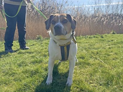 Ronnie | Crossbreed | Basildon (Essex) - 1