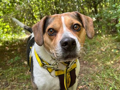 Ronnie | Crossbreed | Basildon (Essex) - 3