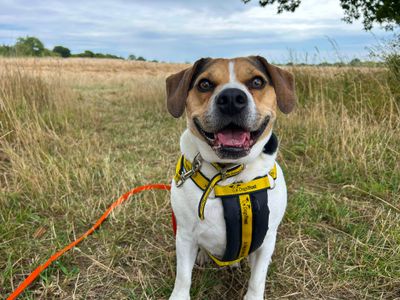 Ronnie | Crossbreed | Basildon (Essex) - 5