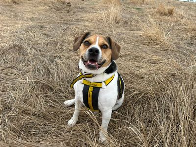 Ronnie | Crossbreed | Basildon (Essex) - 3