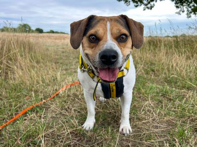 Ronnie | Beagle Cross | Basildon (Essex) - 5