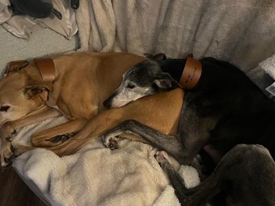Mouse | Greyhound | Merseyside (Liverpool) - 4
