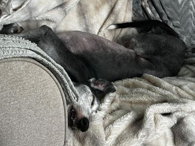 Mouse | Greyhound | Merseyside (Liverpool) - 2