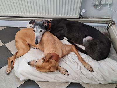 Mouse | Greyhound | Merseyside (Liverpool) - 4