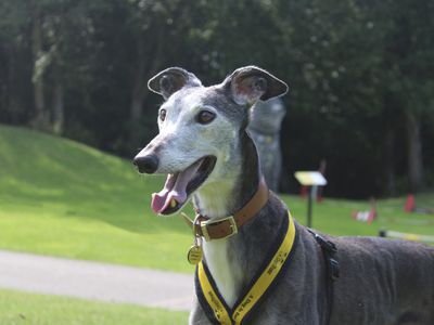 Mouse, a 8 years old female Greyhound available for adoption from Dogs Trust in Liverpool, Merseyside