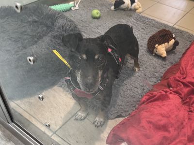 Buddy | Terrier (Jack Russell) | Basildon (Essex) - 2