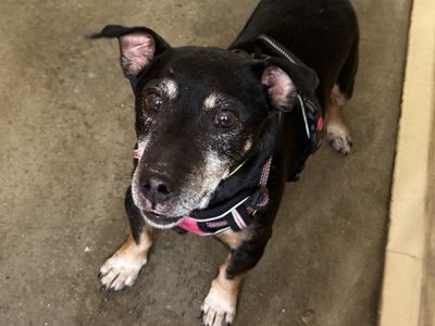 Buddy | Terrier (Jack Russell) | Basildon (Essex) - 3