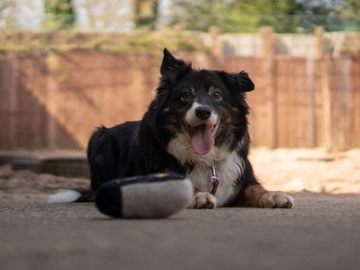 Miko | Collie (Border) | Kenilworth (West Midlands) - 5