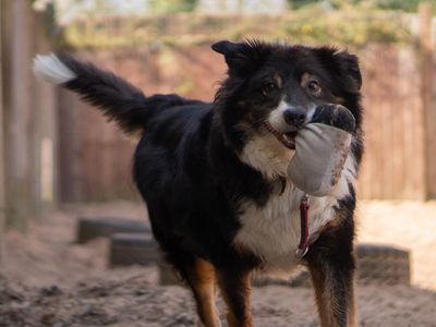 Miko | Collie (Border) | Kenilworth (West Midlands) - 3