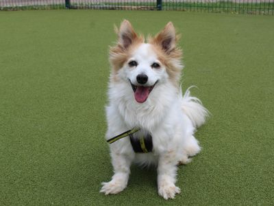 Louie | Crossbreed | Shrewsbury (Shropshire) - 5