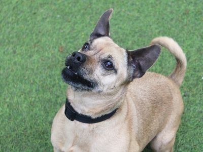 Bella | Terrier (Jack Russell) Cross | Merseyside (Liverpool) - 5