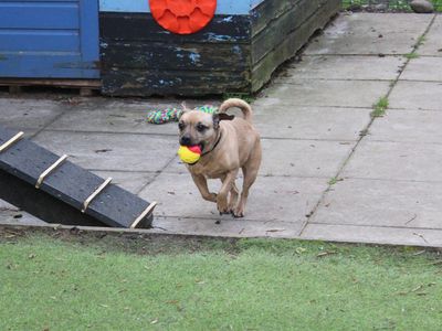 Bella | Terrier (Jack Russell) Cross | Merseyside (Liverpool) - 3